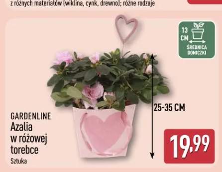 Azalia w różowej torebce GARDENLINE
