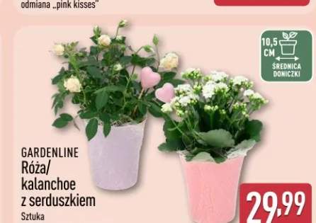 Kalanchoe z serduszkiem GARDENLINE