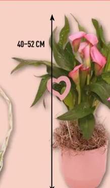 Kalia GARDENLINE