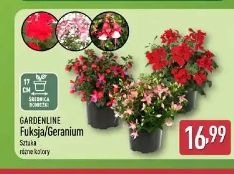 Fuksja GARDENLINE