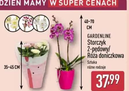 Storczyk 2-pędowy GARDENLINE
