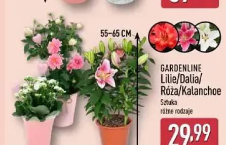 Kalanchoe GARDENLINE