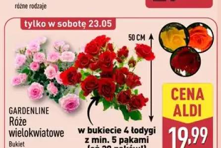 Róże wielokwiatowe GARDENLINE