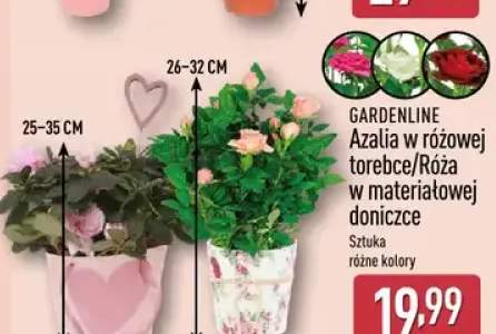 Azalia w różowej torebce/Róża w materiałowej doniczce