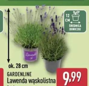 Lawenda wąskolistna GARDENLINE