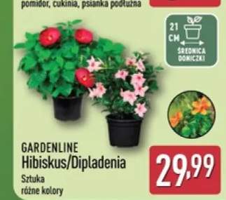 Dipladenia GARDENLINE