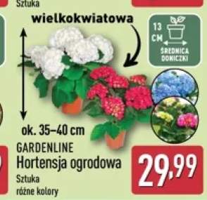 Hortensja ogrodowa wielkokwiatowa GARDENLINE