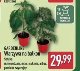 Warzywa na balkon arbuz GARDENLINE