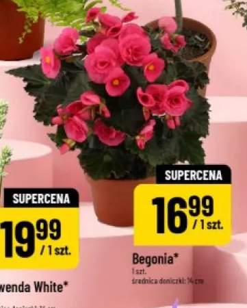 begonia