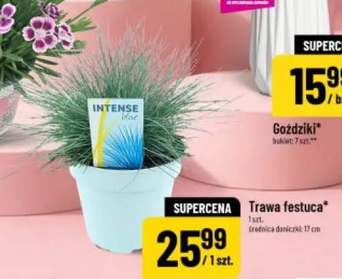 trawa ozdobna