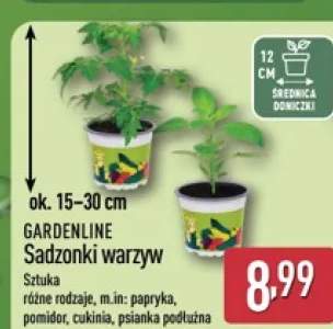 Sadzonki warzyw cukinia GARDENLINE