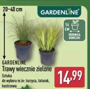 Trawy wiecznie zielone turzyca GARDENLINE