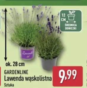 Lawenda wąskolistna GARDENLINE