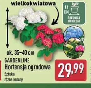 Hortensja ogrodowa wielkokwiatowa GARDENLINE