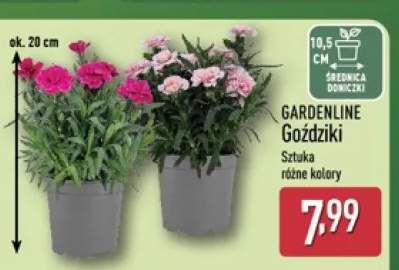 Goździki GARDENLINE