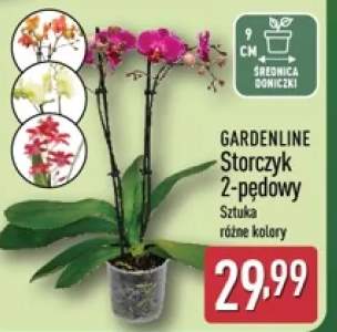 Storczyk 2-pędowy GARDENLINE