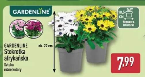 Stokrotka afrykańska GARDENLINE