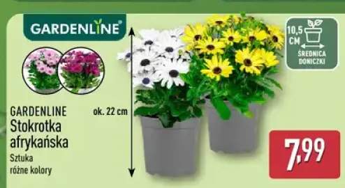 Stokrotka afrykańska GARDENLINE