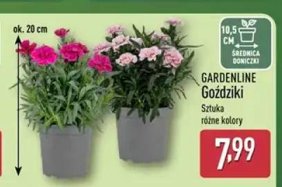 Goździki GARDENLINE