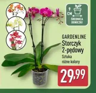 Storczyk 2-pędowy GARDENLINE