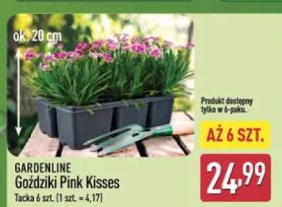Goździki Pink Kisses Gardenline 6-pak