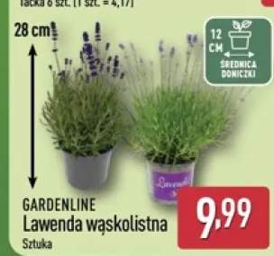 Lawenda wąskolistna Gardenline
