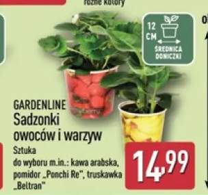 Sadzonka owoców i warzyw Gardenline pomidor Ponchi Re