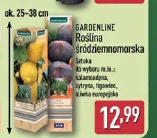 Roślina śródziemnomorska Gardenline oliwka europejska