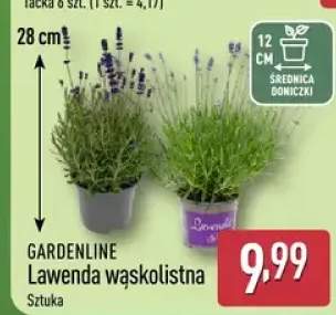Lawenda wąskolistna GARDENLINE