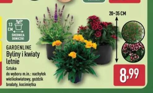 Byliny i kwiaty letnie Gardenline