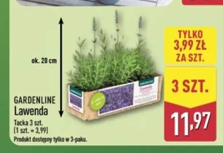 Lawenda Gardenline 3-pak