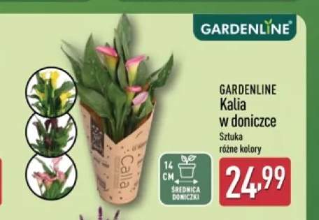 Kalia w doniczce Gardenline