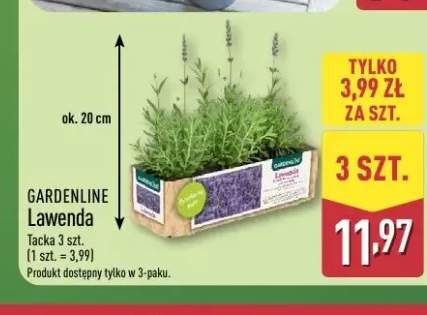Lawenda Gardenline 3-pak