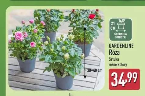 Róża w doniczce Gardenline