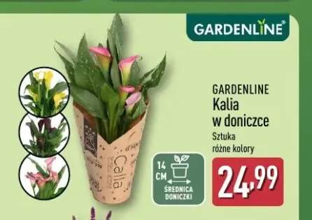 Kalia w doniczce Gardenline