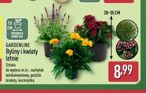 Byliny i kwiaty letnie Gardenline