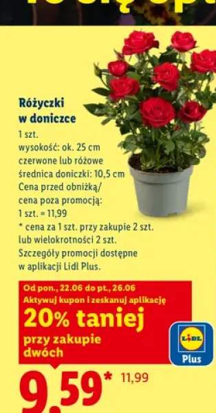 róża sadzonka