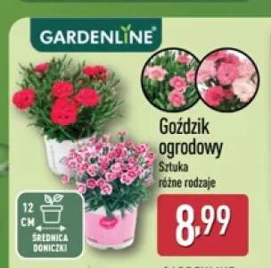 Goździk ogrodowy Gardenline