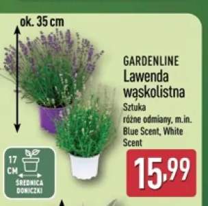Lawenda wąskolistna Gardenline