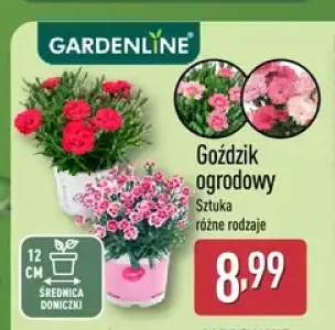 Goździk ogrodowy Gardenline