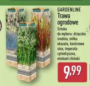 Trawa ogrodowa Gardenline drżączka średnia +4 warianty
