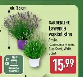 Lawenda wąskolistna Gardenline White Scent +1 wariant