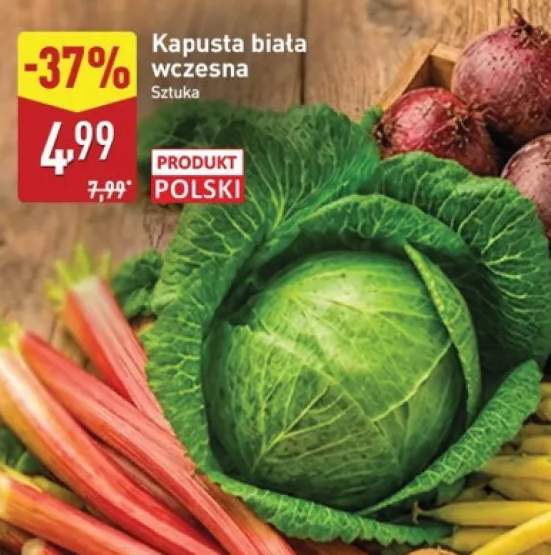 Kapusta biała wczesna polska