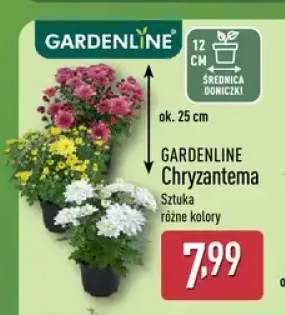 Chryzantema Gardenline