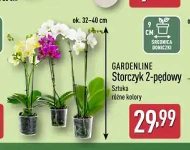 Storczyk 2-pędowy Gardenline