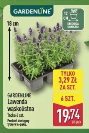 Lawenda wąskolistna Gardenline 6-pak