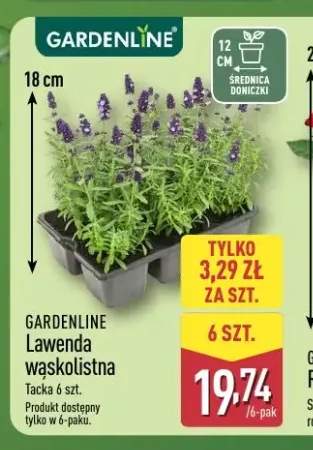 Lawenda wąskolistna Gardenline 6-pak