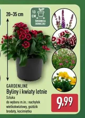 Byliny i kwiaty letnie Gardenline