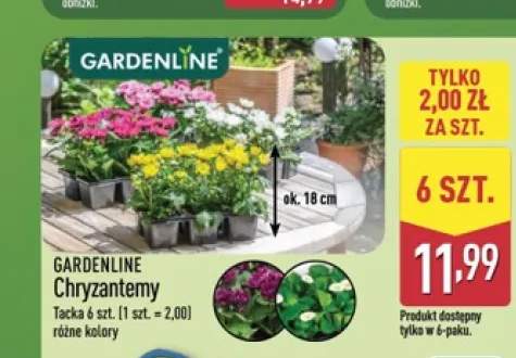 Chryzantemy GARDENLINE