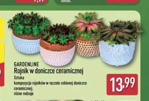 Rojnik w doniczce ceramicznej GARDENLINE